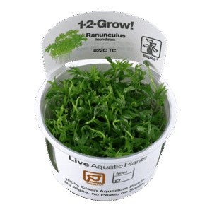 צמח טרופיקה בג'ל Tropica 1-2Grow! Ranunculus inundatus