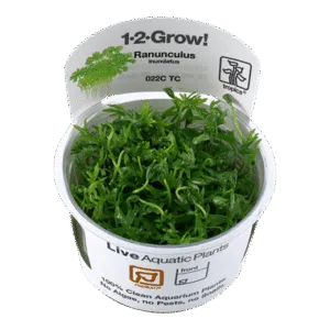 צמח טרופיקה בג'ל Tropica 1-2Grow! Ranunculus inundatus