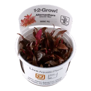 צמח טרופיקה בג'ל 1-2Grow! Alternanthera reineckii Mini
