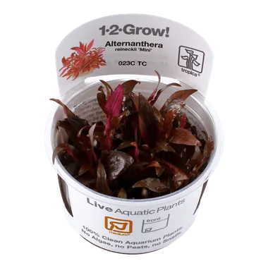 צמח אלטרננטרה רייניקי 'מיני' - Alternanthera reineckii Mini