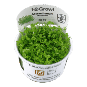 צמח טרופיקה בג'ל Tropica 1-2Grow! Micranthemum tweediei Monte Carlo