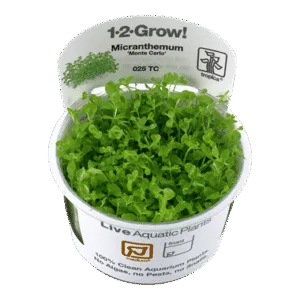 צמח טרופיקה בג'ל Tropica 1-2Grow! Micranthemum tweediei Monte Carlo