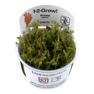 צמח טרופיקה בג'ל Tropica 1-2Grow! Rotala wallichii