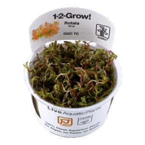 צמח טרופיקה בג'ל Tropica 1-2Grow! Rotala rotundifolia H'ra