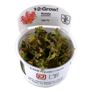 צמח טרופיקה בג'ל Tropica 1-2Grow! Rotala macrandra