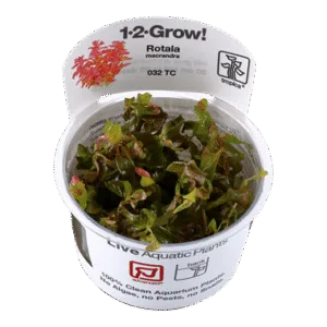 צמח טרופיקה בג'ל Tropica 1-2Grow! Rotala macrandra