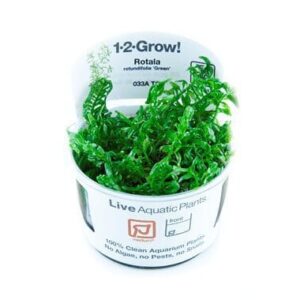 צמח טרופיקה בג'ל Tropica 1-2Grow! Rotala rotundifolia Green