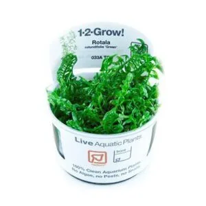 צמח טרופיקה בג'ל Tropica 1-2Grow! Rotala rotundifolia Green