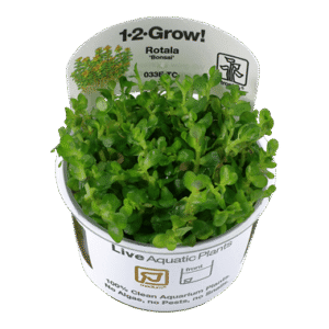 צמח טרופיקה בג'ל Tropica 1-2Grow! Rotala indica Bonsai