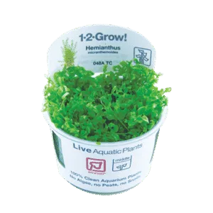 צמח טרופיקה בג'ל 1-2Grow! Hemianthus micranthemoides
