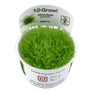 צמח טרופיקה בג'ל Tropica 1-2Grow! Utricularia graminifolia
