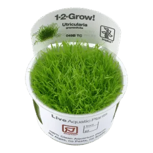 צמח טרופיקה בג'ל Tropica 1-2Grow! Utricularia graminifolia