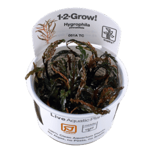 צמח טרופיקה בג'ל 1-2Grow! Hygrophila pinnatifida