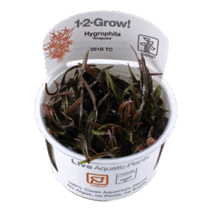 צמח טרופיקה בג'ל 1-2Grow! Hygrophila lancea Araguaia