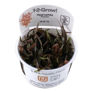 צמח טרופיקה בג'ל 1-2Grow! Hygrophila lancea Araguaia