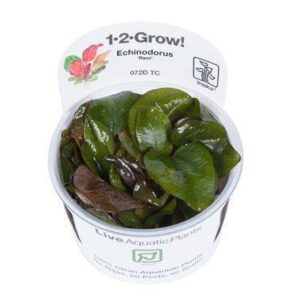 צמח טרופיקה בג'ל 1-2Grow! Echinodorus Reni