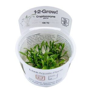 צמח טרופיקה בג'ל 1-2Grow! Cryptocoryne parva