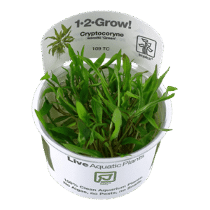 צמח טרופיקה בג'ל 1-2Grow! Cryptocoryne wendtii Green
