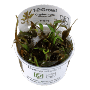 צמח טרופיקה בג'ל 1-2Grow! Cryptocoryne undulatus Red