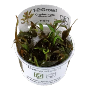צמח טרופיקה בג'ל 1-2Grow! Cryptocoryne undulatus Red