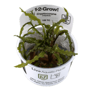 צמח טרופיקה בג'ל 1-2Grow! Cryptocoryne crispatula