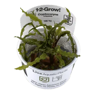 צמח טרופיקה בג'ל 1-2Grow! Cryptocoryne crispatula