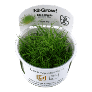צמח טרופיקה בג'ל 1-2Grow! Eleocharis acicularis Mini