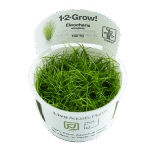 צמח טרופיקה בג'ל 1-2Grow! Eleocharis acicularis