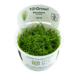 צמח טרופיקה בג'ל 1-2Grow! Eleocharis acicularis