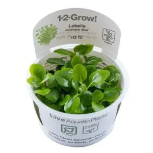 צמח טרופיקה בג'ל Tropica 1-2Grow! Lobelia cardinalis Mini