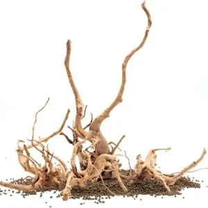 גזע 30-40 ס"מ UNS SPIDER WOOD M