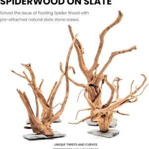 גזע עץ UNS SPIDERWOOD ON SLATE S