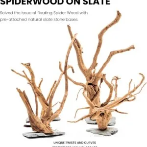 גזע עץ UNS SPIDERWOOD ON SLATE S