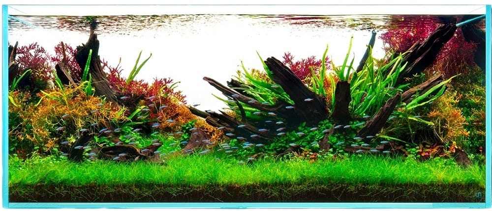 UNS Master Aquascape Rimless Tank