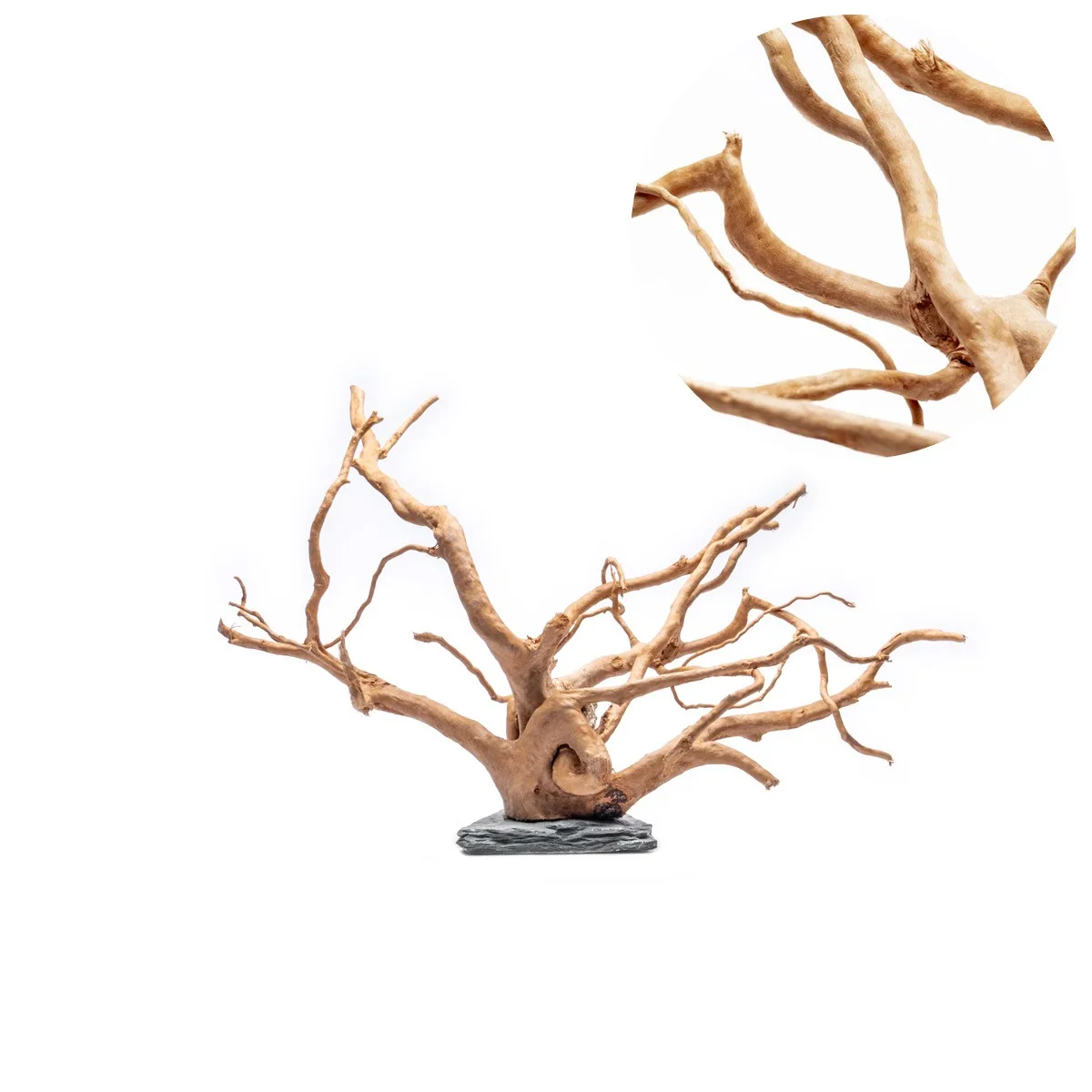 גזע עץ UNS SPIDERWOOD ON SLATE S