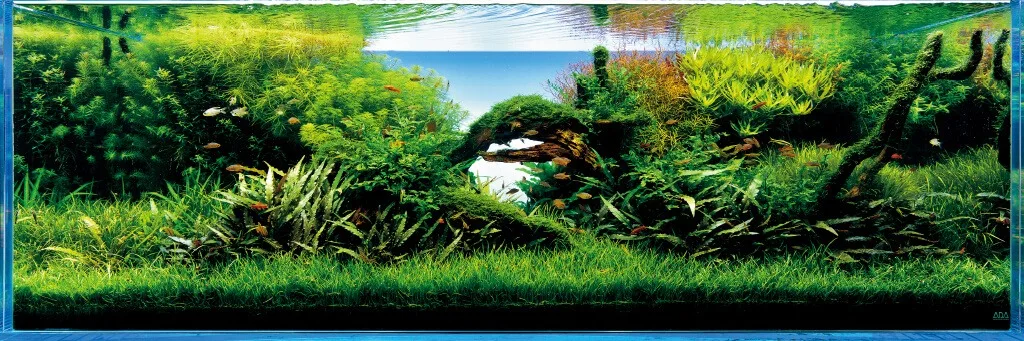 ADA Nature Aquarium