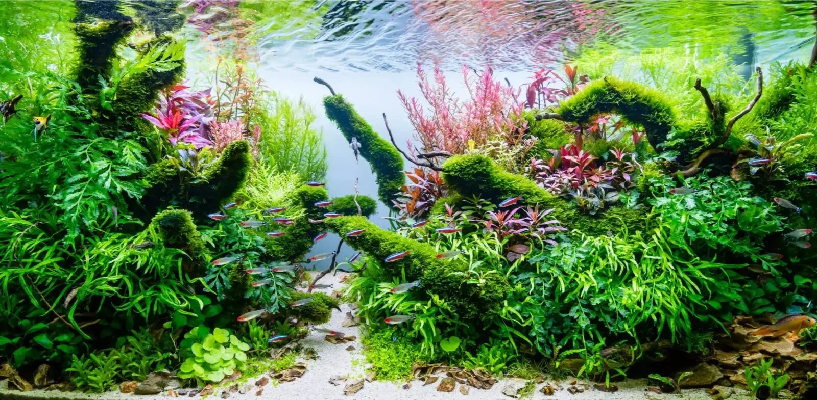 Tropica Aquatic Plants