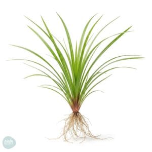 ציפרוס הלפרי - Cyperus helferi