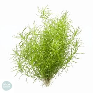 אריוקאולציאה טייפ 2 - Eriocaulaceae sp. Type 2