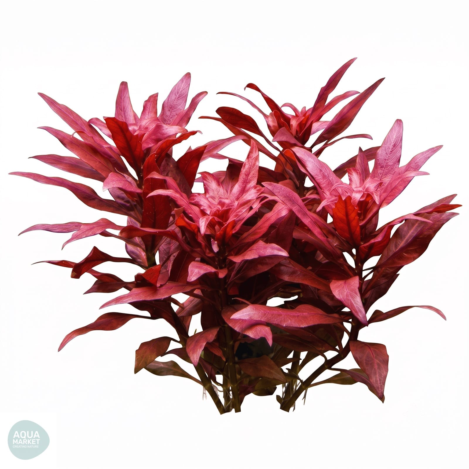 לודוויגיה גלנדולוסה - Ludwigia glandulosa 1 לודוויגיה גלנדולוסה - Ludwigia glandulosa