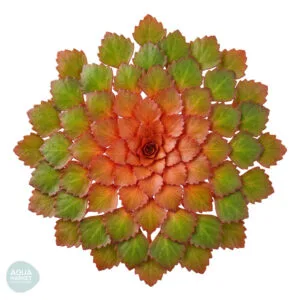 לודוויגיה סדואידס - Ludwigia sedoides