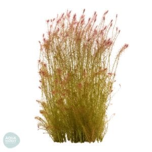 מאיאקה סנטארם רד - Mayaca sp.Santarem Red
