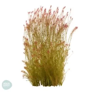 מאיאקה סנטארם רד - Mayaca sp.Santarem Red