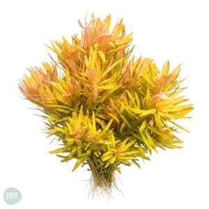 ניסאה גולד - Ammannia / Nesaea pedicellata Golden