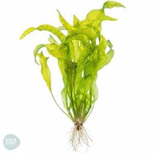 אוטליה אולוויפוליה - Ottelia ulvifolia