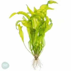 אוטליה אולוויפוליה - Ottelia ulvifolia