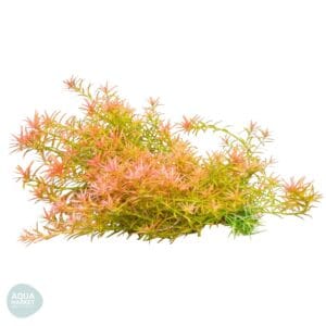 רוטלה מקסיקנה 'גויאס' - Rotala mexicana Goias