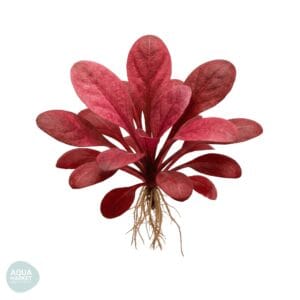 סמולוס פרובליפלורוס 'רד' - Samolus parviflorus 'Red' / Lysimachia