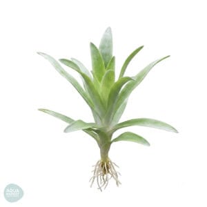 סינגוננטוס קולסנס - Syngonanthus caulescens