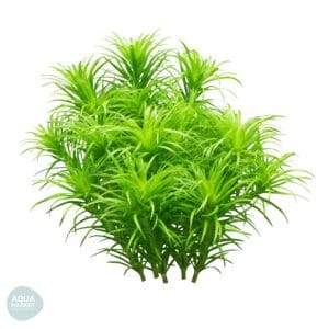 סינגוננטוס 'לאגו גרנדה' - Syngonanthus sp. Lago Grande
